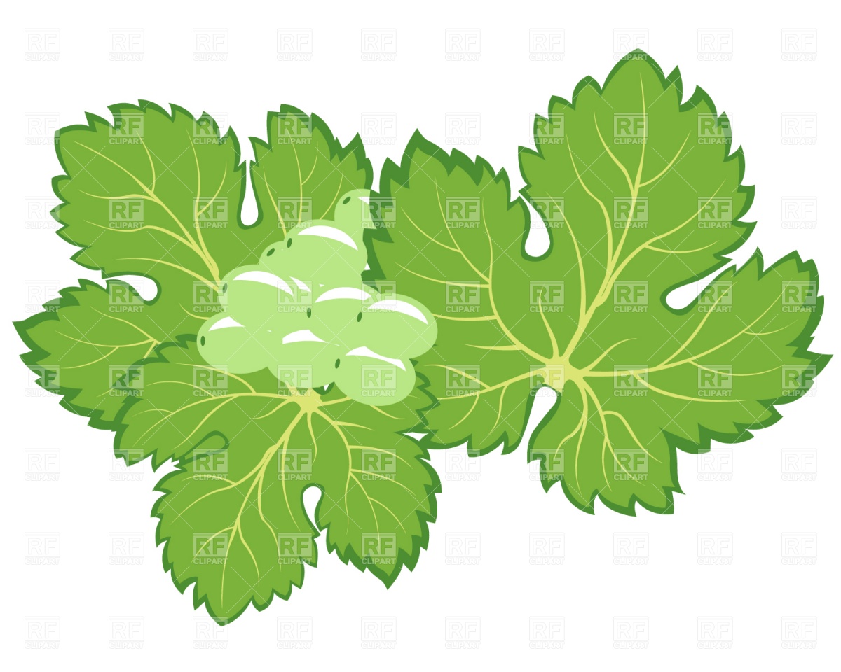 1200x960 Bunch Of Grapes With Leaves Royalty Free Vector Clip Art Image