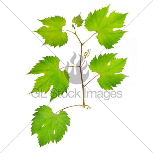 500x500 Fresh Grape Leaves Gl Stock Images