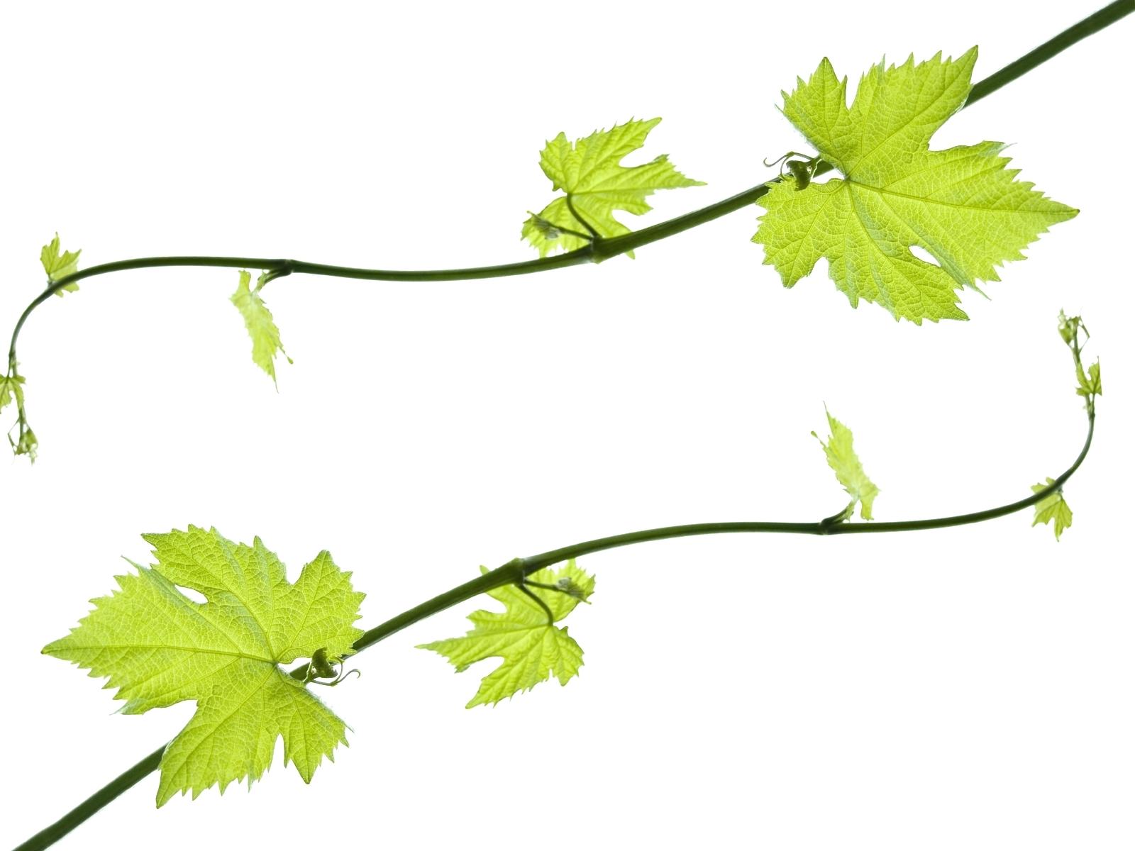 1600x1200 Grape Vine Wallpaper Free Download Clip Art On Grapevine Border