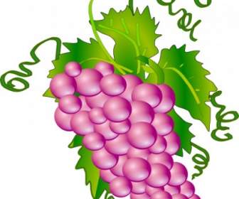 336x280 Grapes Vine Clip Art Vector Clip Art Free Vector Free Download