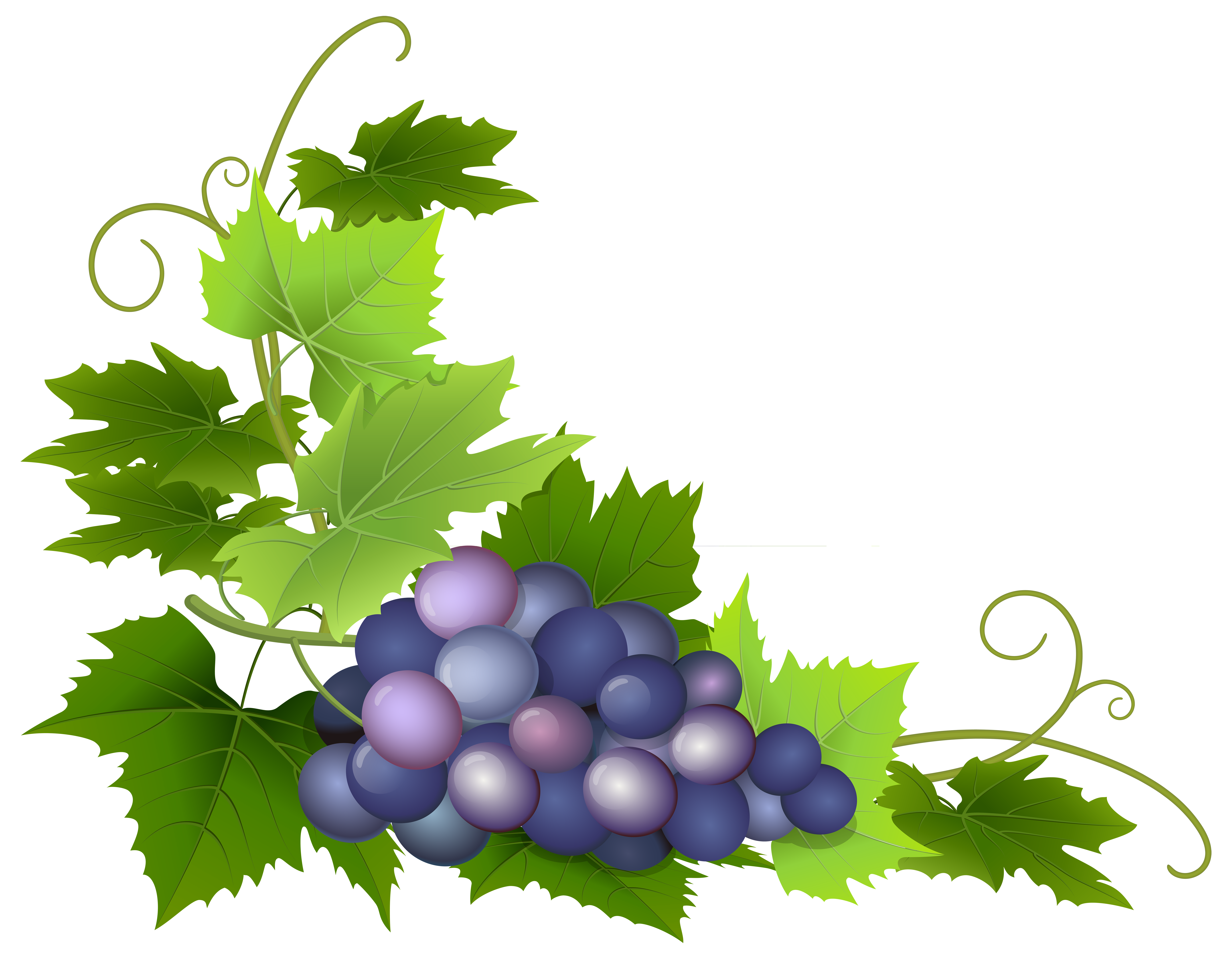 8000x6230 Top 63 Grape Clip Art