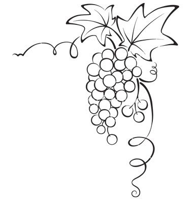 380x400 Drawn Grapes Grape Vine