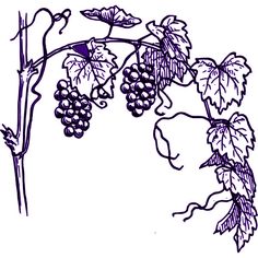 236x236 Grape Clipart Vine Clip Art