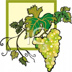 300x300 Bunch Of Green Grapes On The Vine