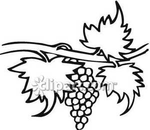 300x259 Vine Clipart Black And White