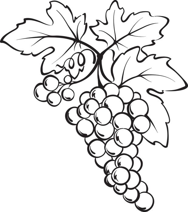 620x700 Free, Printable Bunch Of Grapes Coloring Page