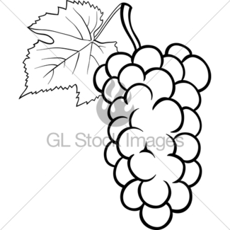 325x325 Grapes Fruits Illustration For Coloring Book Gl Stock Images