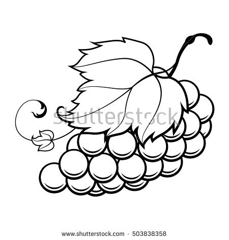 450x470 Drawn Grapes Simple