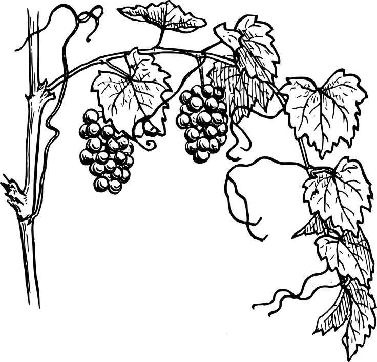 736x706 The Best Grape Drawing Ideas Fruit Sketch