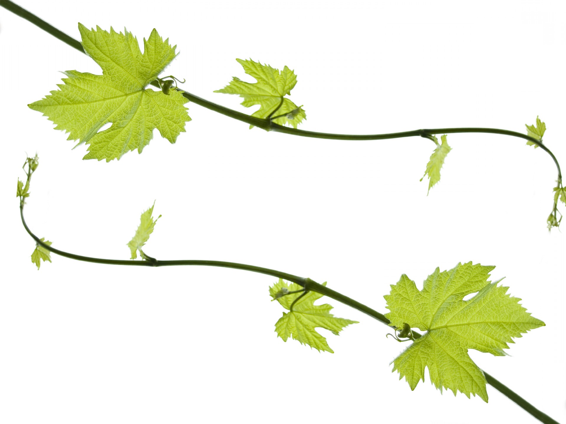 1920x1440 Grape Leaf Border Cliparts