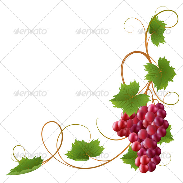 590x590 Grapevine Clipart Chadholtz