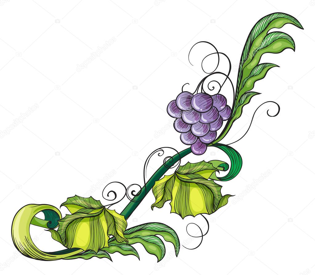 1023x893 A Grape Vine Border Stock Vector Interactimages