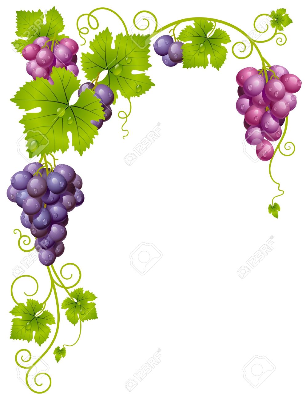 995x1300 As Frame Grapes Clipart, Explore Pictures