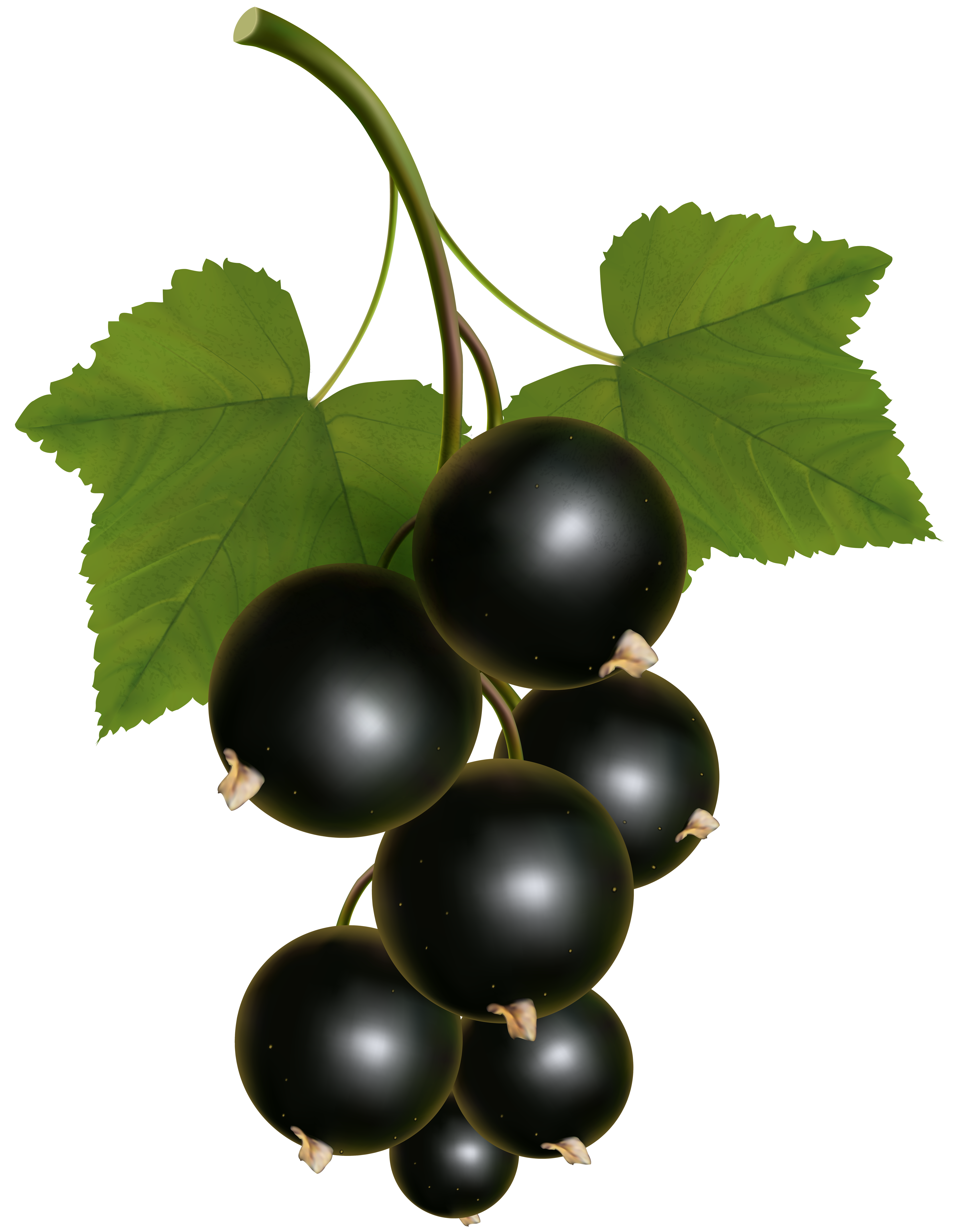 6213x8000 Currants Clipart Grape Vine