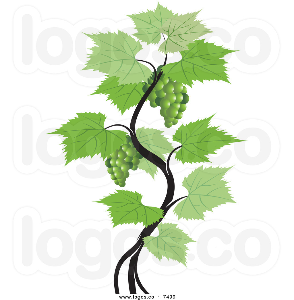 1024x1044 Leaf Clipart Grape Vine