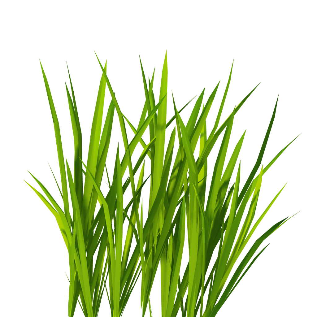 1024x1024 Green Grass Twenty Two Isolated Stock Photo By