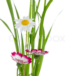320x320 Beautiful Pink Flowers And Green Grass Stock Photo Colourbox