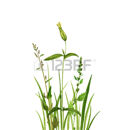 450x450 Watercolor Drawing Green Grass And Flowers,painted Wild Plants