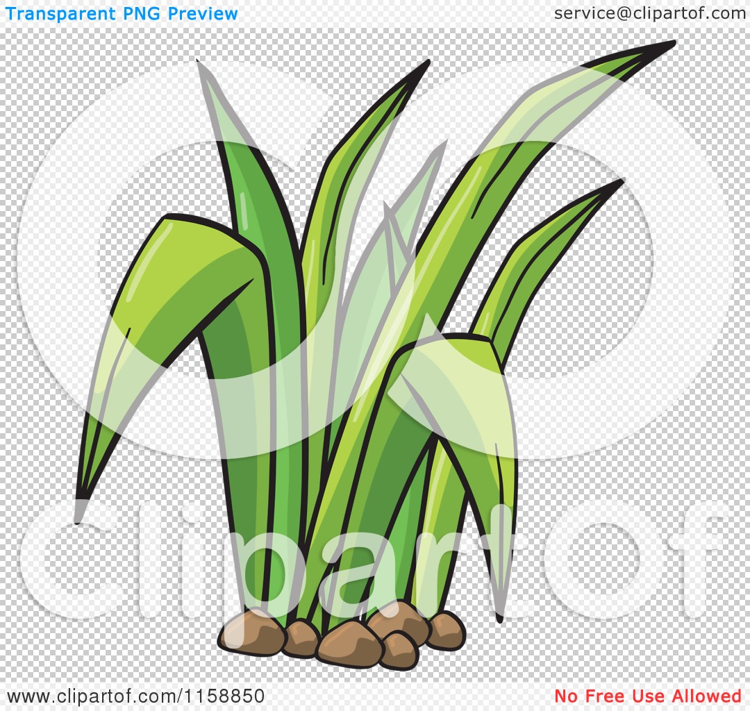 1080x1024 Sea Grass Clipart Blades Grass