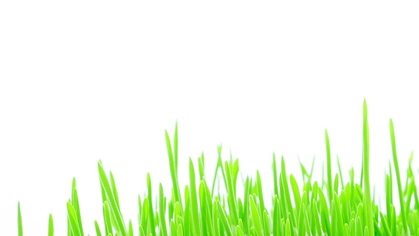 852x480 Barley Grass, Wheatgrass, Sprouting And Growing Timelapse On White