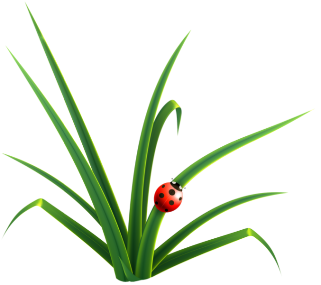 640x567 Blade Clipart Grass