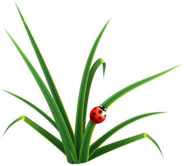 640x567 Grass Clipart Spring Season