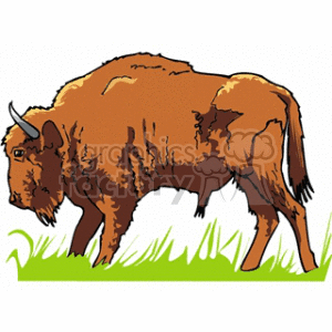 300x300 Royalty Free Buffalo Grazing In The Grass 128871 Vector Clip Art