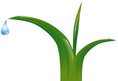 233x160 Dew On Grass Clip Art Cliparts