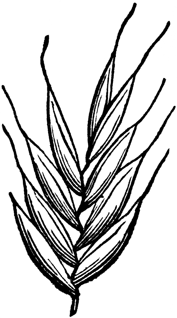 571x1024 Italian Rye Grass Clipart Etc