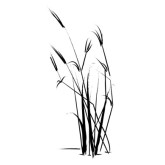 165x165 Reed Clipart Black And White