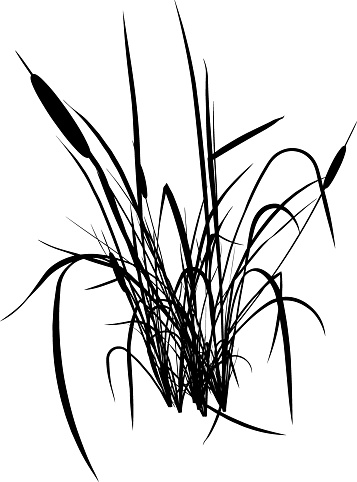 357x482 Silhouette Of Cattail Clip Art, Vector Images Amp Illustrations