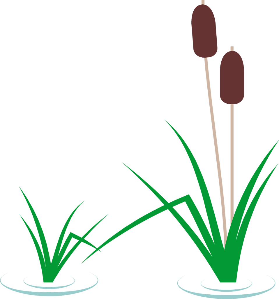 958x1027 Black Amp White Clipart Cattails