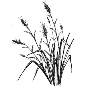 300x300 Blade Clipart Long Grass