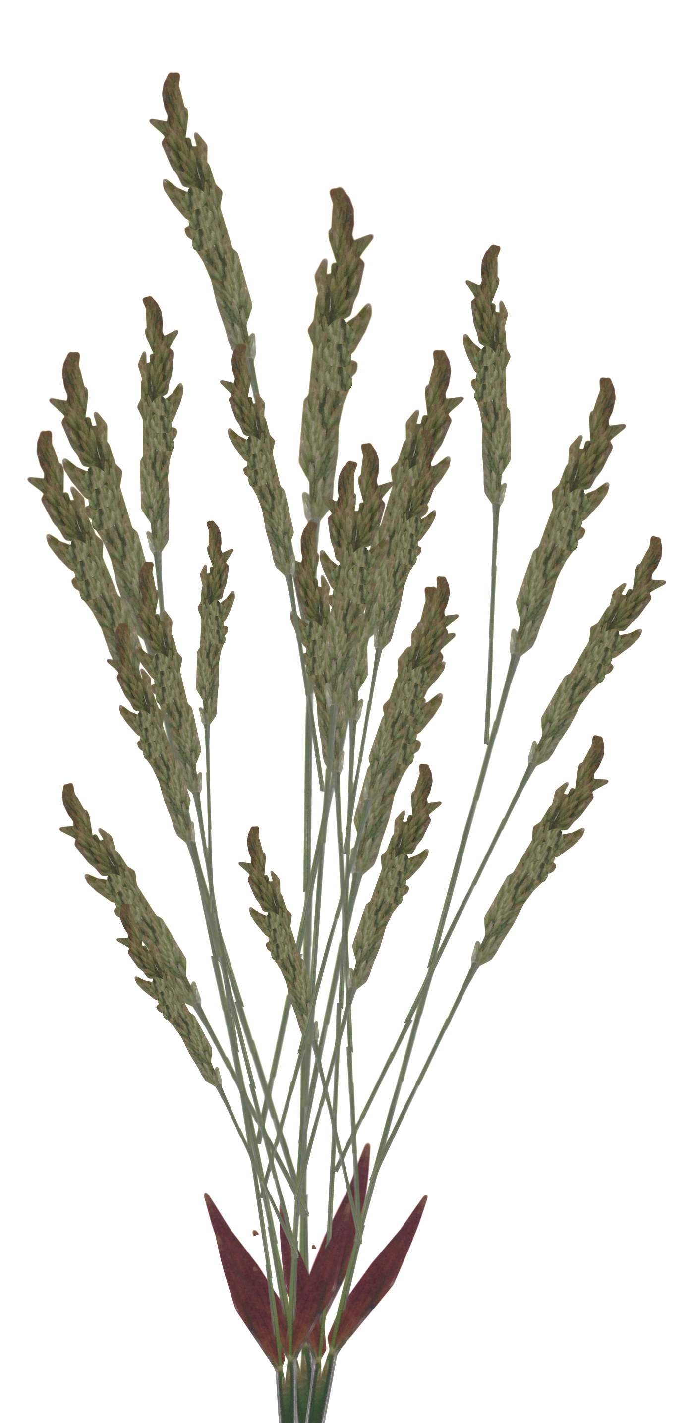 1398x2871 Cryengine Grass Models In Maya White Outline