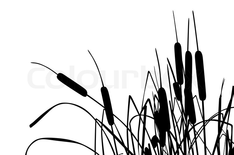 800x532 Vector Illustration Of Grass Like Cattails Over White Stock