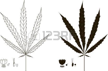 450x298 Black And White Graphic Silhouette And Outline Of Oats, Vector