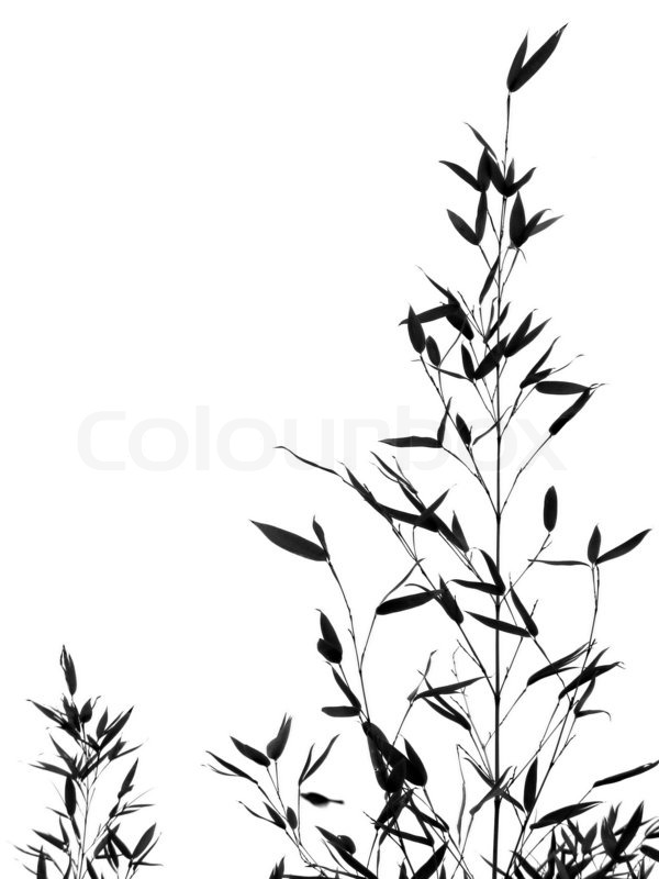 600x800 Bamboo Tree And Leaves In Outline Stock Photo Colourbox