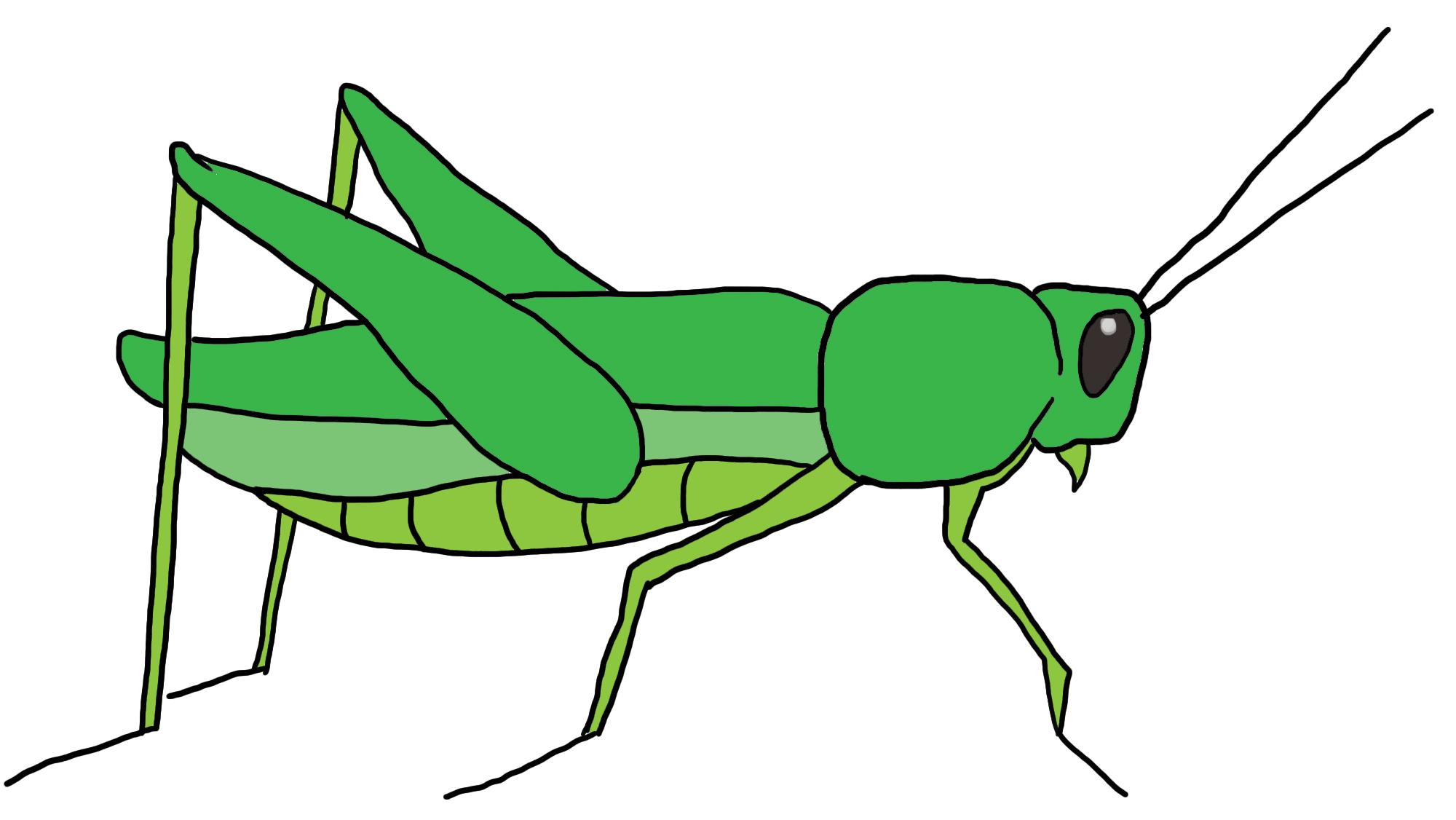 2000x1126 Unique Grasshopper Clipart Design