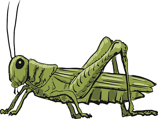 612x464 Grasshopper Clipart Insect