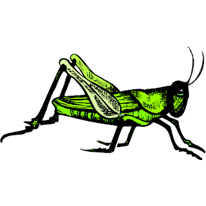 300x300 Grasshopper Clipart Locust