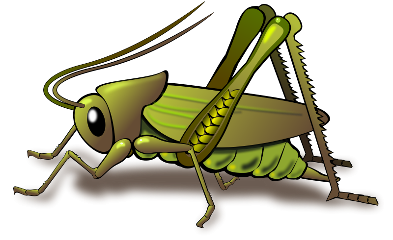 800x490 Insect Clipart