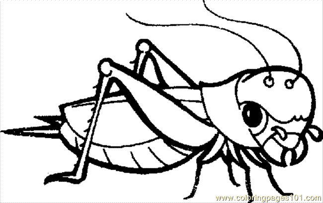 650x409 Grasshopper Coloring Page