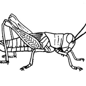 300x300 Picture Of Grasshopper Coloring Page Picture Of Grasshopper