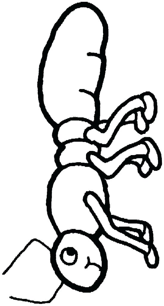 551x1024 Ant Coloring Page