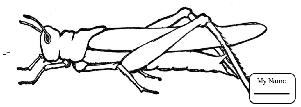 1035x368 Coloring Pages Insects Grasshopper In Garden