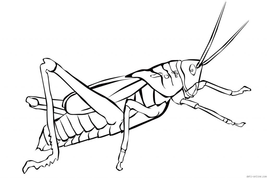 1024x683 Free Grasshopper Coloring Pages