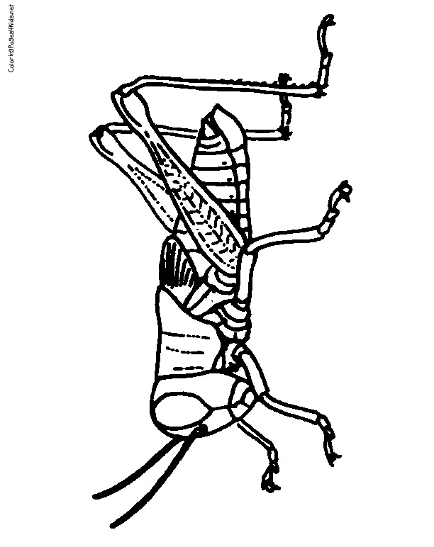 612x772 Grasshopper Coloring P Clipart Panda