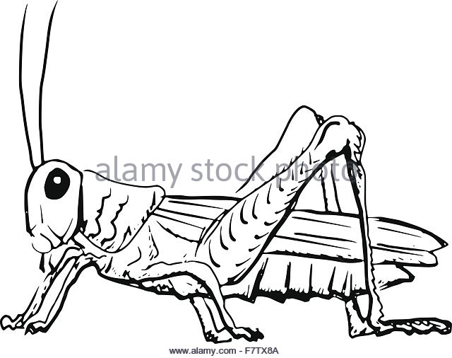 640x506 Grasshopper Stock Vector Images
