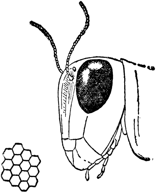 519x640 Head Of Grasshopper Clipart Etc