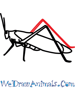 300x350 How To Draw A Green Grasshopper